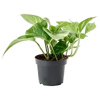 ENRICH PLANTS : Green Moneyplant,Live Plant, Air Purifying, Good Luck.-thumb3