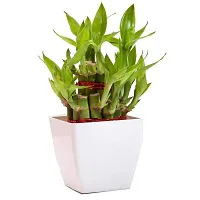 ENRICH PLANTS :: LUCKY BAMBOO :: 2 Layer :: Good Fortune Live Plant :: Plastic Pot :: Home Decor :: Feng Shui Plant ::-thumb1