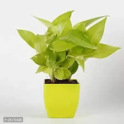 ENRICH PLANTS : Golden Moneyplant,Live Plant, Air Purifying, Good Luck.