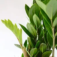 ENRICH PLANTS : ZAMIA (ZZ Plant),Live Plant, Air Purifying,Home Decor Plant,-thumb3