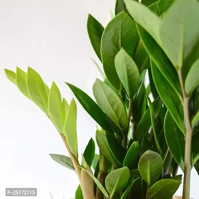 ENRICH PLANTS : ZAMIA (ZZ Plant),Live Plant, Air Purifying,Home Decor Plant,-thumb4