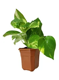 ENRICH PLANTS : Green Moneyplant,Live Plant, Air Purifying, Good Luck.-thumb2