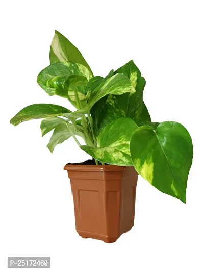 ENRICH PLANTS : Green Moneyplant,Live Plant, Air Purifying, Good Luck.-thumb3