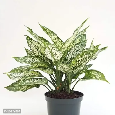 ENRICH PLANTS : AGLONEMA SNOW WHITE, Home Dcor Live Plant, Air Purifying,-thumb0