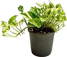 ENRICH PLANTS : Moneyplant Scindapsus,Live Plant, Air Purifying, Good Luck.-thumb4