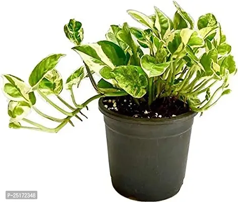 ENRICH PLANTS : Moneyplant Scindapsus,Live Plant, Air Purifying, Good Luck.-thumb5