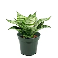 ENRICH PLANTS : Sensevieria Green, Snake Plant,Live Plant, Air Purifying,Home Dcor Plant,-thumb1