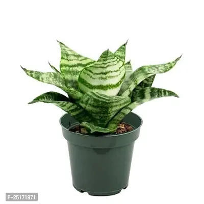 ENRICH PLANTS : Sensevieria Green, Snake Plant,Live Plant, Air Purifying,Home Dcor Plant,-thumb2