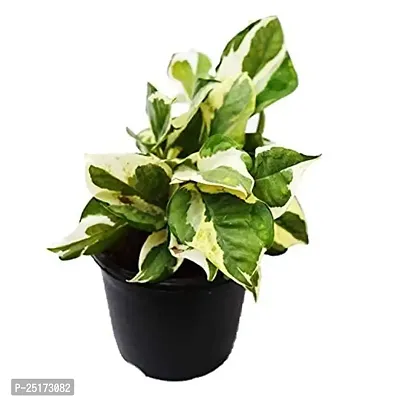 ENRICH PLANTS : Moneyplant Scindapsus,Live Plant, Air Purifying, Good Luck.