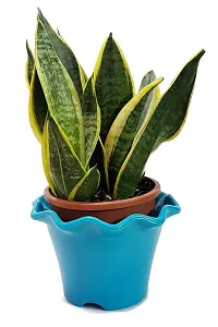 ENRICH PLANTS : Sansevieria Jade Marginata, Snake Plant,Live Plant, Air Purifying,Home Dcor Plant,-thumb2