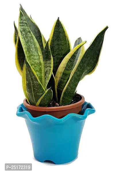 ENRICH PLANTS : Sansevieria Jade Marginata, Snake Plant,Live Plant, Air Purifying,Home Dcor Plant,-thumb3