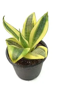 ENRICH PLANTS :: Sansevieria - Snake plant :: Natural Live Plant :: Plastic Pot :: Air Purifying :: Home Decor ::-thumb2