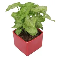 Enrich Plants Live Plants for Indoor Home Dcor | Arrowhead Plant | Syngonium | Indoor Plant|SHLOKU_3640(1)-thumb1