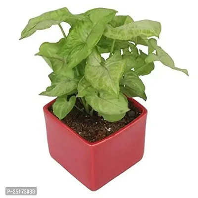 Enrich Plants Live Plants for Indoor Home Dcor | Arrowhead Plant | Syngonium | Indoor Plant|SHLOKU_3640(1)-thumb2