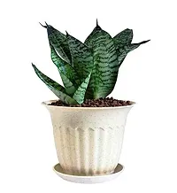 ENRICH PLANTS :: Sansevieria :: Natural Live Plant :: Plastic Pot :: Air Purifying ::-thumb1