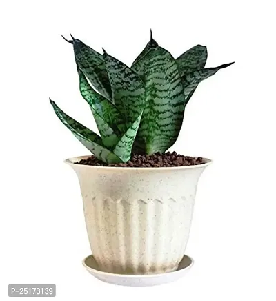 ENRICH PLANTS :: Sansevieria :: Natural Live Plant :: Plastic Pot :: Air Purifying ::-thumb2