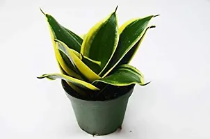 ENRICH PLANTS :: Sansevieria - Snake plant :: Combo :: Natural Live Plant :: Plastic Pot :: Air Purifying :: Home Decor ::-thumb2