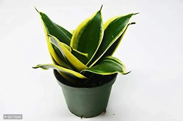 ENRICH PLANTS :: Sansevieria - Snake plant :: Combo :: Natural Live Plant :: Plastic Pot :: Air Purifying :: Home Decor ::-thumb3