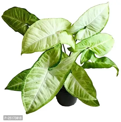 Enrich Plants Live Plants for Indoor Home Dcor | Arrowhead Plant | Syngonium | Indoor Plant|SHLOKU_3609(1)