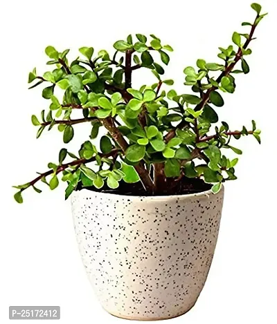 ENRICH PLANTS : JADE, Good Luck, Home Decor Live Plant, Air Purifying,-thumb0