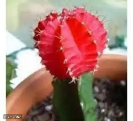 ENRICH PLANTS :: Moon Cactus Red :: Natural Live Plant :: Plastic Pot :: Air Purifying :: Home Decor Plant ::-thumb4