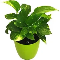 ENRICH PLANTS : Green Moneyplant,Live Plant, Air Purifying, Good Luck.-thumb1