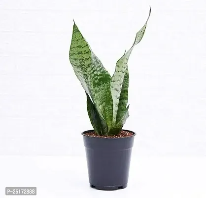 ENRICH PLANTS : Sensevieria Green, Snake Plant,Live Plant, Air Purifying,Home Dcor Plant,-thumb0