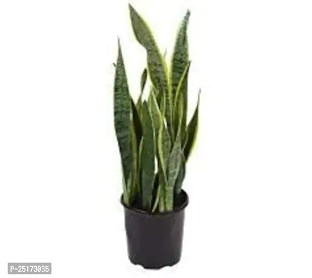 ENRICH PLANTS :: Sansevieria - Snake plant :: Natural Live Plant :: Plastic Pot :: Air Purifying :: Home Decor ::-thumb0