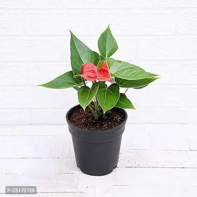 ENRICH PLANTS : ANTHURIUM RED, Exotic Live Plant, Home Decor Plant, Air Purifying,