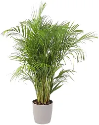 ENRICH PLANTS : BAMBOO PALM,Live Plant, Air Purifying, Home Decor Plant,-thumb2