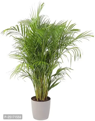 ENRICH PLANTS : BAMBOO PALM,Live Plant, Air Purifying, Home Decor Plant,-thumb3