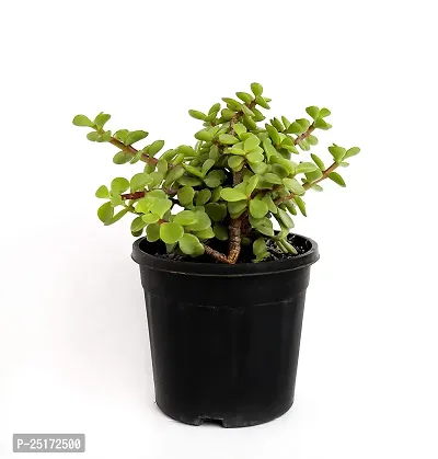 ENRICH PLANTS : JADE, Good Luck, Home Decor Live Plant, Air Purifying,-thumb5