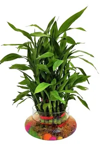 ENRICH PLANTS :: LUCKY BAMBOO :: 3 Layer ::Good Fortune Live Plant :: Round Glass Pot :: Home Decor :: Feng Shui Plant ::-thumb1