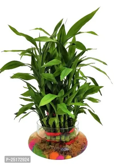 ENRICH PLANTS :: LUCKY BAMBOO :: 3 Layer ::Good Fortune Live Plant :: Round Glass Pot :: Home Decor :: Feng Shui Plant ::-thumb2