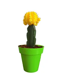 ENRICH PLANTS : Moon Cactus (Yellow),Live Plant, Air Purifying, Succulent,-thumb2