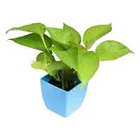 ENRICH PLANTS : Green Moneyplant,Live Plant, Air Purifying, Good Luck.-thumb2