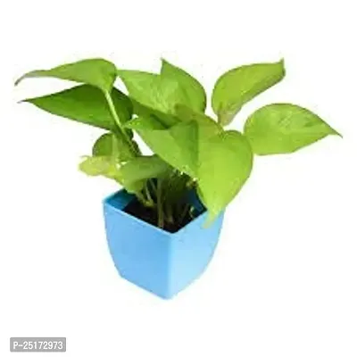 ENRICH PLANTS : Green Moneyplant,Live Plant, Air Purifying, Good Luck.-thumb3