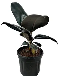 ENRICH PLANTS : RUBBER, Home Decor Live Plant, Air Purifying, Good Luck,-thumb2