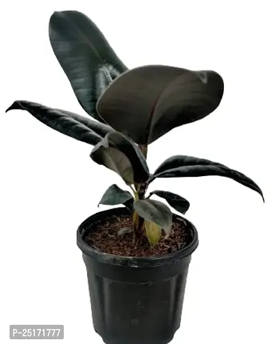 ENRICH PLANTS : RUBBER, Home Decor Live Plant, Air Purifying, Good Luck,-thumb3