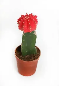 ENRICH PLANTS :: Moon Cactus (Red) :: Natural Live Plant :: Plastic Pot ::Air Purifying :: Succulent ::-thumb1