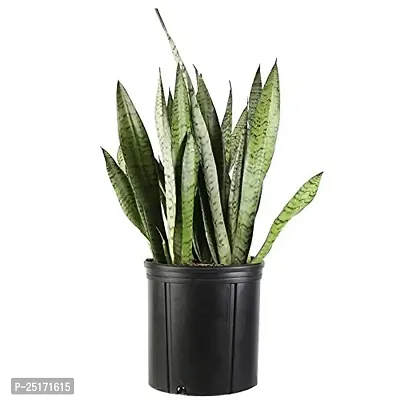 ENRICH PLANTS : Sensevieria Green, Snake Plant,Live Plant, Air Purifying,Home Dcor Plant,-thumb0