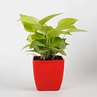 ENRICH PLANTS : Golden Moneyplant, Live Plant, Air Purifying, Good Luck-thumb3