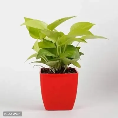 ENRICH PLANTS : Golden Moneyplant, Live Plant, Air Purifying, Good Luck-thumb4