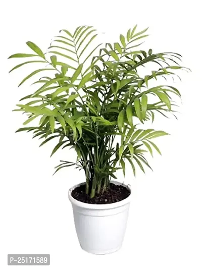 ENRICH PLANTS : BAMBOO PALM,Live Plant, Air Purifying, Home Decor Plant,