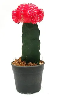 ENRICH PLANTS : Moon Cactus (RED),Live Plant, Air Purifying, Succulent,-thumb3