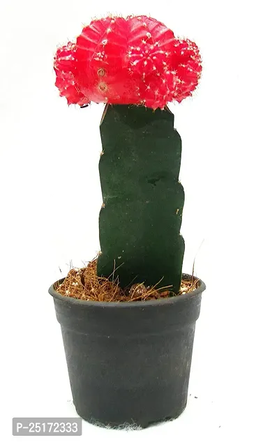 ENRICH PLANTS : Moon Cactus (RED),Live Plant, Air Purifying, Succulent,-thumb4