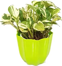 ENRICH PLANTS : Moneyplant Scindapsus,Live Plant, Air Purifying, Good Luck.-thumb3