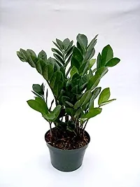 ENRICH PLANTS : ZAMIA (ZZ Plant),Live Plant, Air Purifying,Home Decor Plant,-thumb4