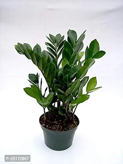 ENRICH PLANTS : ZAMIA (ZZ Plant),Live Plant, Air Purifying,Home Decor Plant,-thumb5