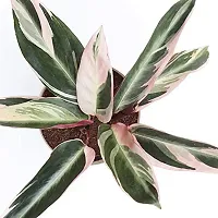 ENRICH PLANTS : Stromanthe Triostar,Live Plant, Air Purifying, Home Dcor Plant,-thumb2